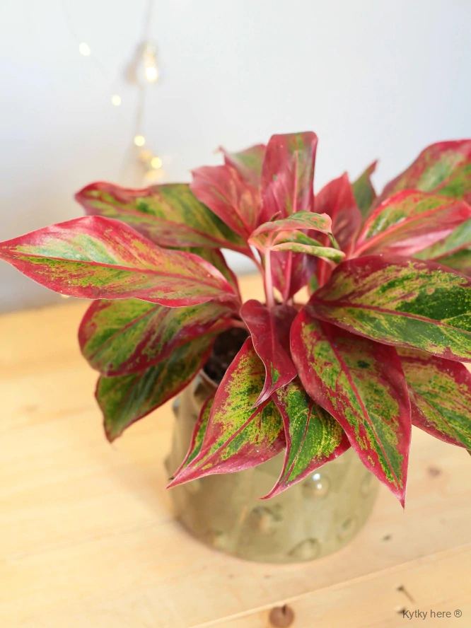 Aglaonema Crete Flame