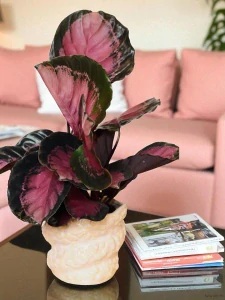 Calathea roseopicta crimson
