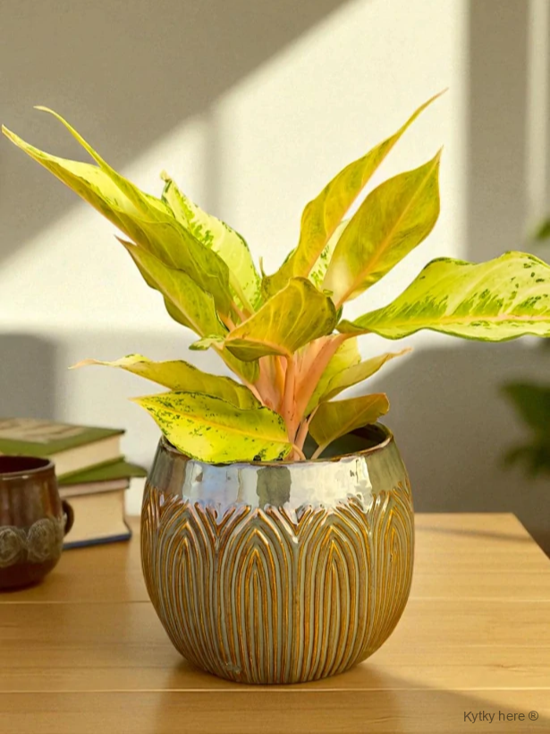 Lotus pot