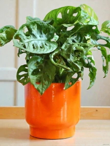 Obal Just Orange