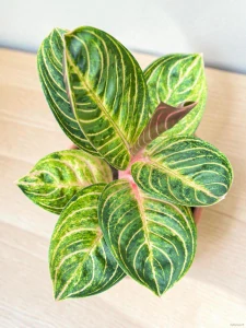 Aglaonema Tourmaline Gold