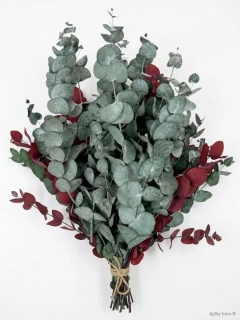 Eukalyptus Cinerea