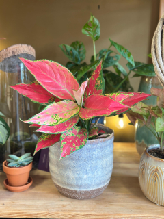 Aglaonema Cherry Baby
