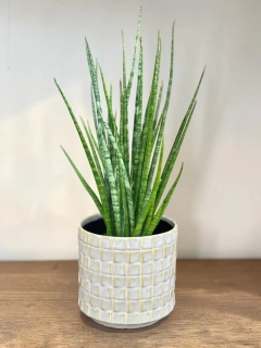 Sansevieria Fernwood